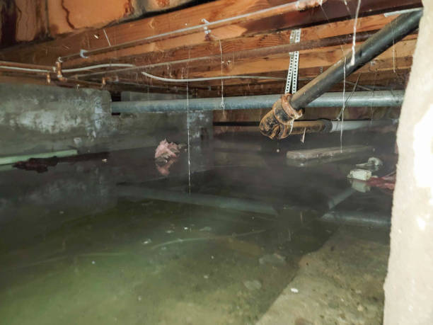 Best Basement water damage restoration  in Colby, WI